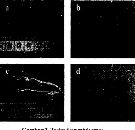 Gambar 4. Struktur histologis testes ikan tajuk ernas. 