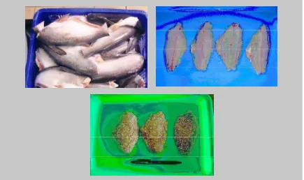 Gambar 2.  Ikan patin potong kepala, fillet dan breaded ikan patin.