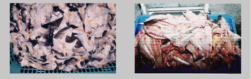 Gambar 3. Limbah kulit dan tulang ikan patin sebagai bahan mentah untuk produk pangan dan industri.