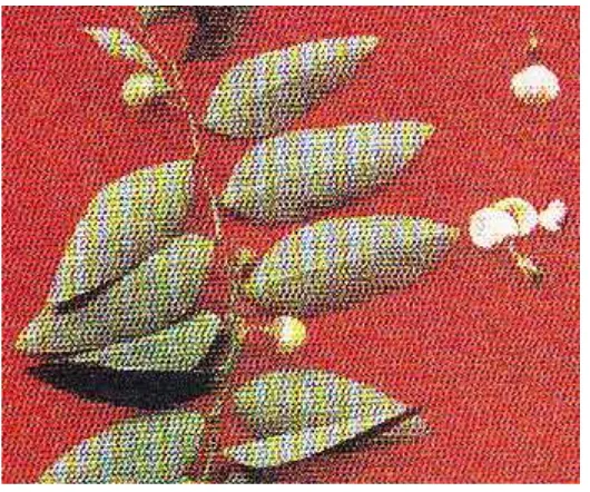Gambar 2.1 Katuk (Sauropus androgynus, Euphorbiace)