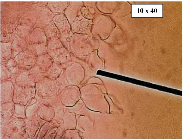 Gambar 4.3 Pengamatan mikroskopis kultur suspensi sel katuk