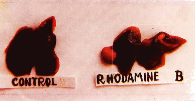 Gambar 2. Hati dari seekor mencit yang diberi makan Rhodamine 6. Perhatikan benjolan tu- mor hati pada lobas hati kanan (warnan ya pucat kekuningan)