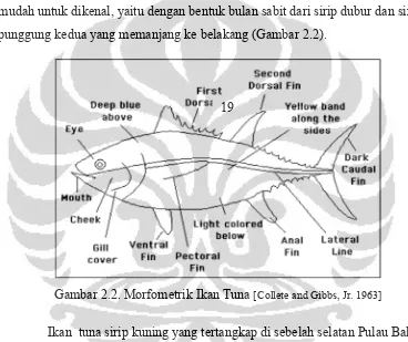 Gambar 2.2. Morfometrik Ikan Tuna [Collete and Gibbs, Jr. 1963] 