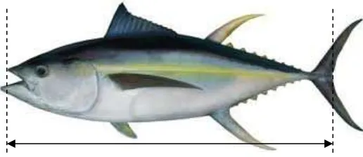 Gambar 3.3. Pengukuran Panjang Cagak Ikan Tuna [Sumber: Sumadhiharga, 2009]