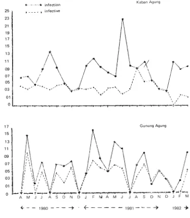 Fig. 2. Estimated number of infected and infective Mansonia spp. per man-hour 