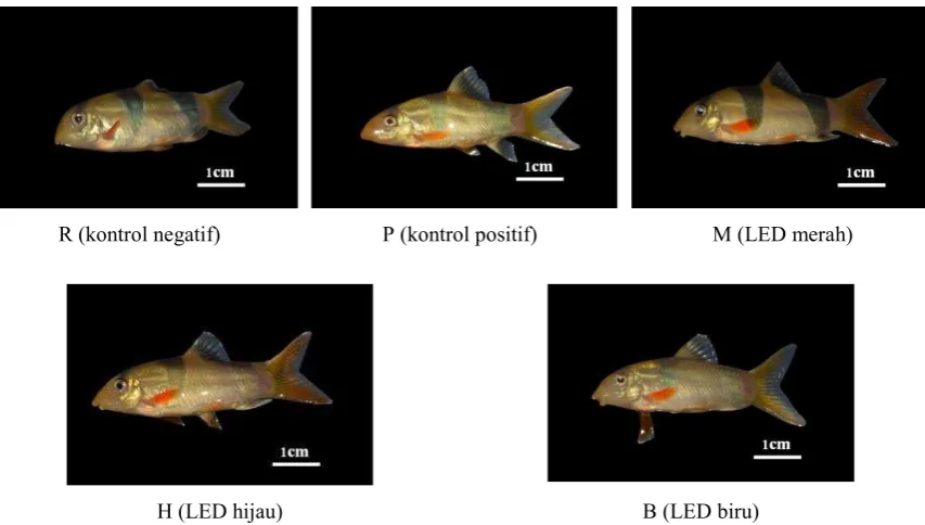 Gambar 1. Hasil pengamatan kualitas warna yuwana ikan botia secara visual dari setiap perlakuan spektrum cahaya LED  