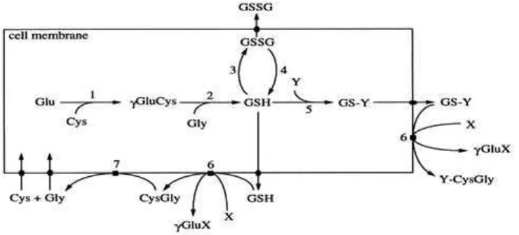 Gambar 2.3. Sintesis Glutation secara in vivo oleh enzim