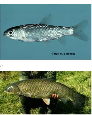 Figure 1. Grass carp (Ctenopharyngodon idella). a) juvenile  and, b) adult grass carp 