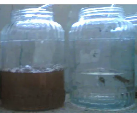 Gambar 2. Perbedaan kecerahan larutan pada perlakuan madu 60 ppm (kiri)  