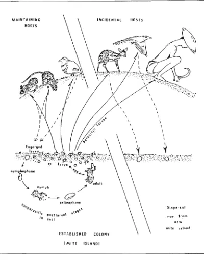 Fig. 2. The ecology of scrub-typhus 