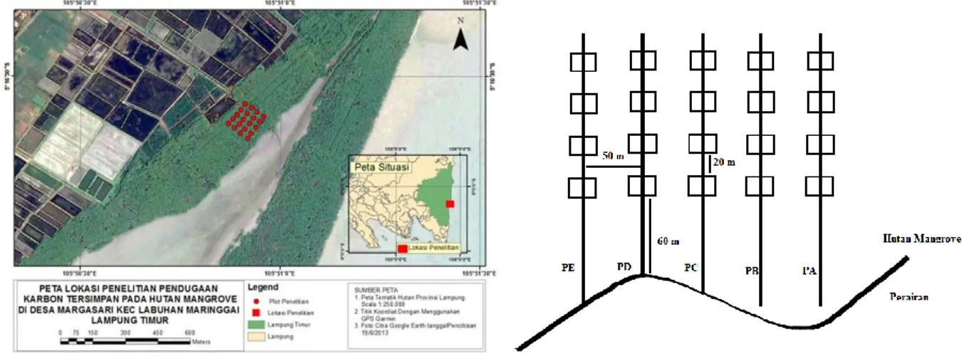 Gambar 1. Jalur berpetak pengambilan sampel penelitian di hutan mangrove Desa Margasari  Kecamatan Labuhan Maringgai Kabupaten Lampung Timur