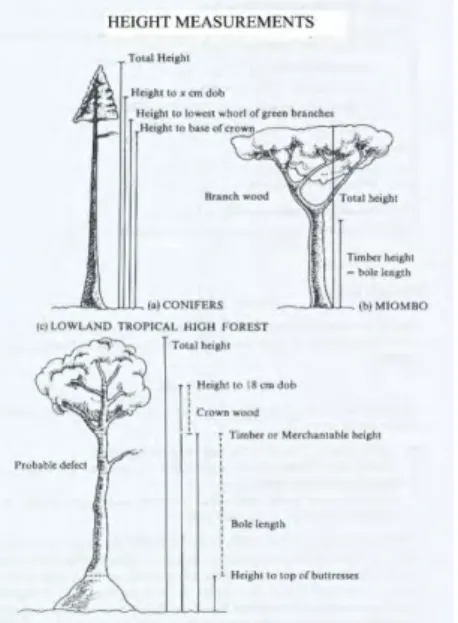 Gambar 2.9 Kaidah Penentuan Pengukuran Tinggi Pohon  2.9.2 Biomassa Atas Permukaan yang Lain 