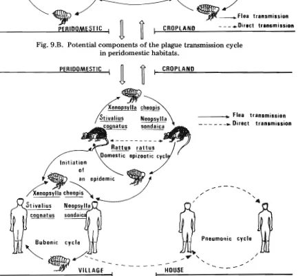 Fig. 9.B. Potential components of the plague transmission cycle 