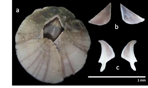 Gambar 3.1 Morfologi Cangkang Teritip Amphibalanus spp. a = Keseluruhan 