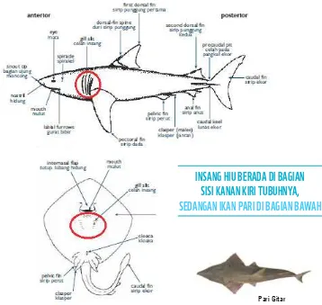 Gambar 1. Perbedaan antara hiu dan pari terletak pada insangnya (Lihat lingkaran merah)