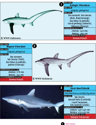 Tabel 1. Jenis-jenis hiu yang ditemukan di Indonesia sebagai tangkapan sampingan (bycatch)