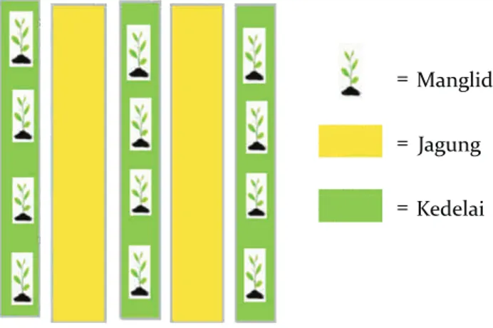 Gambar 1. Lay-out pola tanam agroforestri Figure 1. Lay-out of agroforestry planting pattern