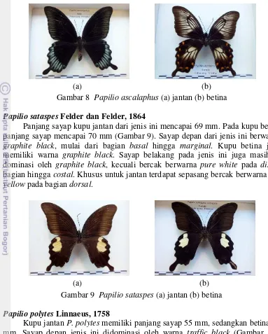 Gambar 9  Papilio sataspes (a) jantan (b) betina 
