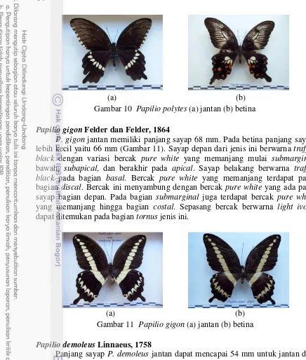 Gambar 11  Papilio gigon (a) jantan (b) betina 