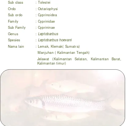 Gambar 1. Ikan Jelawat (Leptobarbus hoevani)
