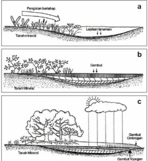 Gambar 1. Proses Terbentuknya Lahan  Gambut 