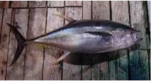 Gambar 1. Ikan Madidihang (Thunnus albacares) 