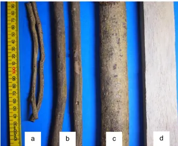 Gambar  5  menunjukkan  perbedaan  secara  ma- ma-kroskopis  penampang  lintang  pada  akar  kecil,  sedang,  besar,  dan  batang  utama