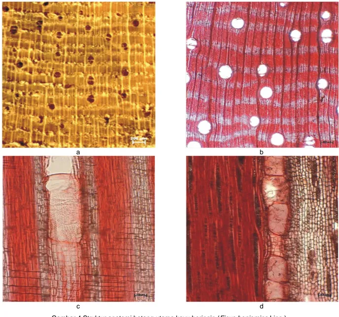 Gambar 4 Struktur anatomi batang utama kayu beringin (Ficus benjamina Linn.). a. Penampang melintang, skala 200 µm 