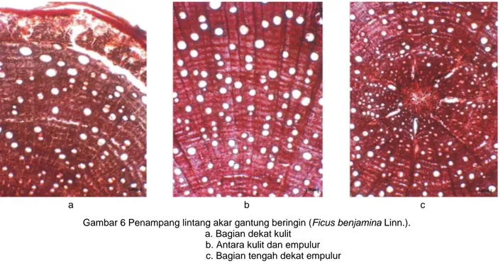 Gambar 6 Penampang lintang akar gantung beringin (Ficus benjamina Linn.).   a. Bagian dekat kulit 
