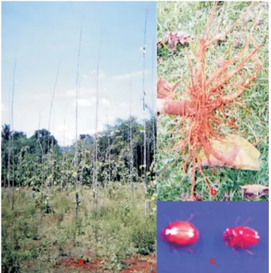 Gambar 1. Hama uret F. pada tanaman jati: (a). Gejala serangan, (b). Kondisi akar tanaman jati yang terserang , (c)
