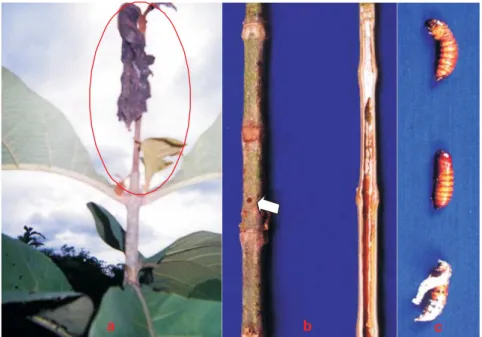 Gambar 2. Hama penggerek batang pada tanaman jati: (a). Gejala serangan, (b). Lubang (tanda panah) dan saluran gerek pada batang tanaman jati, (c)