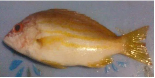 Gambar 1.  Ikan merah, Lutjanus boutton (Lacepede, 1802) yang tertangkap di perairan  Pallameang, Kabupaten Pinrang