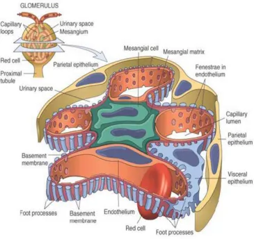 Gambar 2.2. Penampang Glomerolus (Robbins dan Cotran, 2005) 