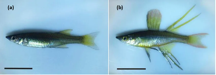 Gambar 1. Induk ikan pelangi I. werneri. (a) betina; (b) jantan (Skala garis 1 cm) 