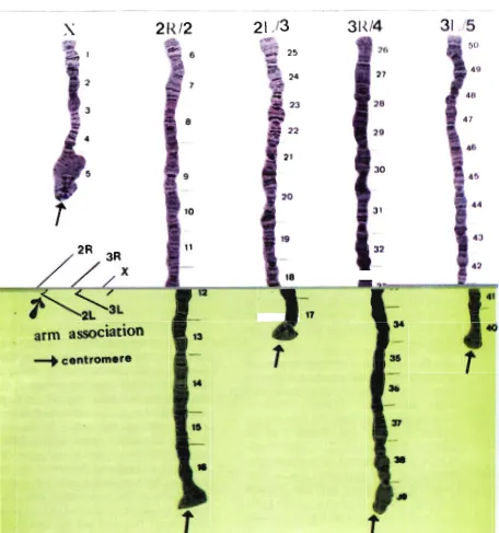 Figure 1. Standard Photomap of The Ovarium Nurse Cell Polytene Chromosomes of Anopheles barbirostris from Indonesia