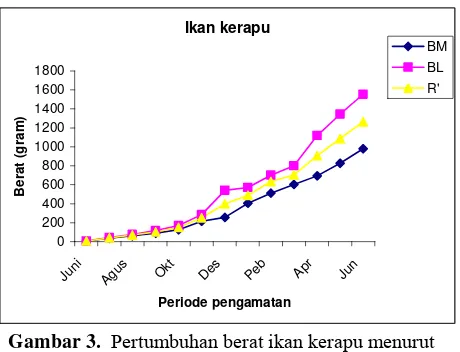 Gambar 2.  Pertumbuhan panjang ikan kerapu menurut                            periode pengamatan