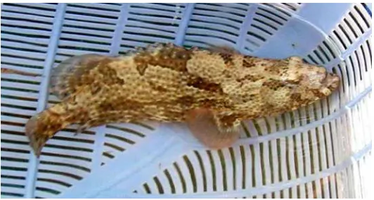 Gambar 3. Ikan kerapu macan (E. fuscoguttatus) Figure 3. Flowery cod (E. fuscoguttatus) 