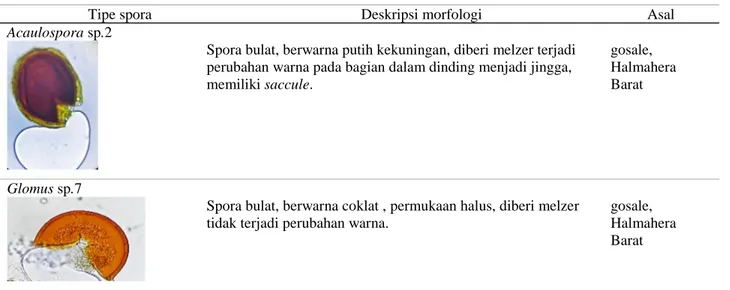 Tabel 1 Deskripsi FMA yang diisolasi dari tegakan gosale asal Halmahera Barat 