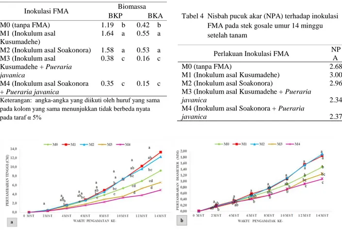 Gambar 1 Pengaruh inokulasi FMA terhadap pertambahan tinggi (a) dan diameter     (b) stek pucuk gosale umur 0  sampai 14 minggu setelah tanam