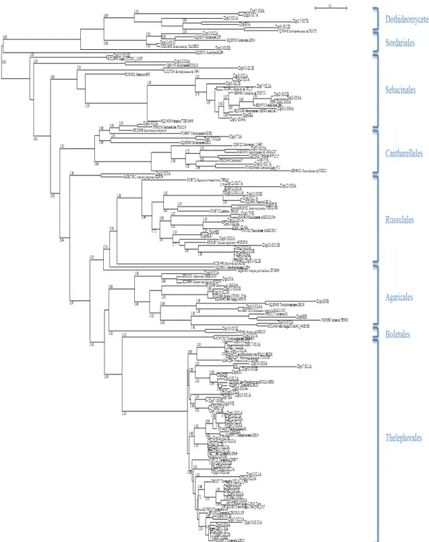Gambar 3. Pohon filogenetik berdasarkan sekuens ektomikoriza ITS dari keanekaragaman fungi ektomikoriza pada 