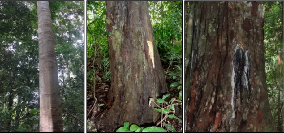 Gambar 2.  Pepagan  pohon  muda,  pepagan  pohon  tua,  dan  damar  warna  hitam  pada  pohon  damar  asam  (Shorea hopeifolia (F