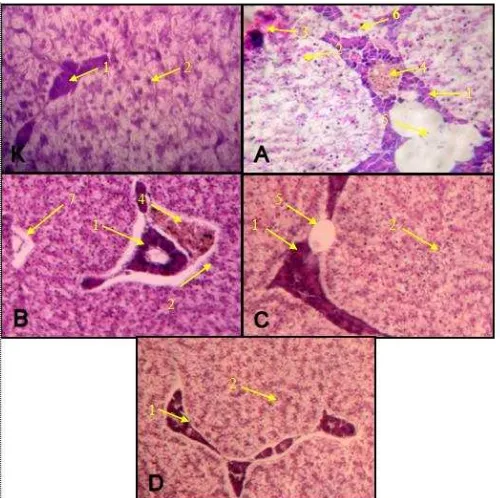 Gambar 3. Perbandingan profil histopatologi hati Kakap Putih dengan pewarnaan  H-E perbesaran 400x