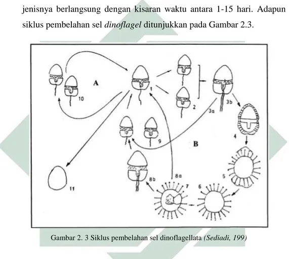 Gambar 2. 3 Siklus pembelahan sel dinoflagellata (Sediadi, 199) 