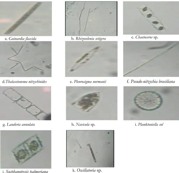 Gambar 2. Fitoplankton dari golongan diatom di Perairan Kodek pada   Bulan Agustus 2012