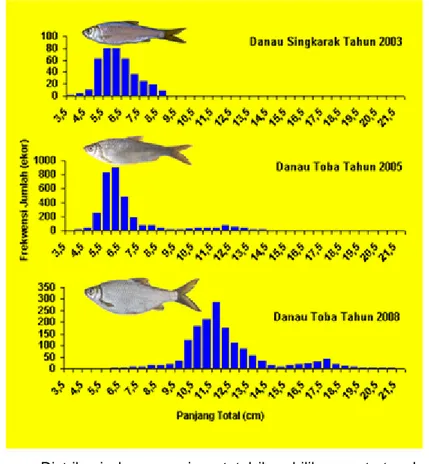 Gambar 2. Distribusi ukuran panjang total ikan bilih yang tertangkap di Danau Singkarak tahun 2003 dan Danau Toba, tahun 2005 dan 2008.