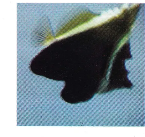 Gambar 4. Ikan karang Family Fomacanthidae