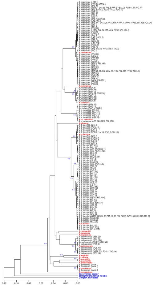 Gambar 5. Pohon kekerabatan genus Anguilla berdasarkan sekuen gen cytochrome b, (huruf merah) sekuan dari GenBank (huruf hitam); sekuan dari penelitian ini.