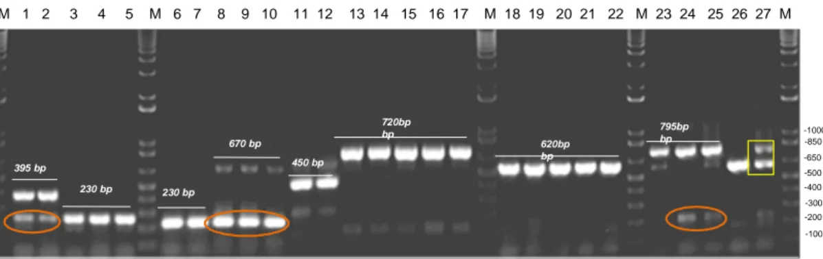 Gambar 3. Identifikasi ikan sidat genus Anguilla menggunakan metode semi-multiplex PCR