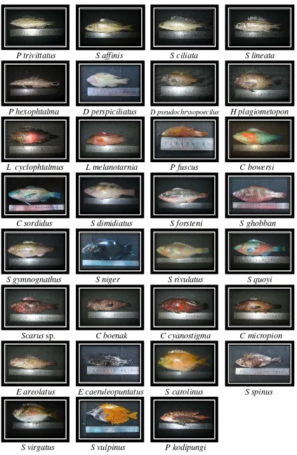 Gambar 6. Jenis-jenis Ikan yang ditemukan pada Seluruh (5) Stasiun Penelitian di Perairan Kabupaten Kepulauan Anambas