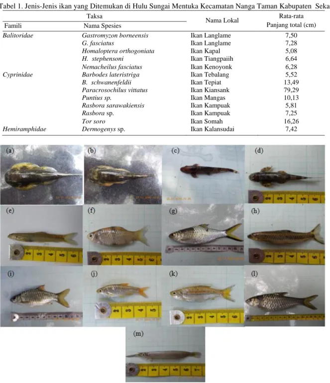 Gambar 2. Ikan dari Famili Balitoridae, (a) Gastromyzon borneensis, (b) G. fasciatus, (c) Homaloptera orthogoniata, (d) 